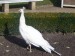 100_3979.JPG